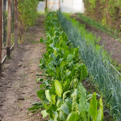 Keep Your Plants Hydrated: Tips for Yearly Drip Irrigation System Maintenance