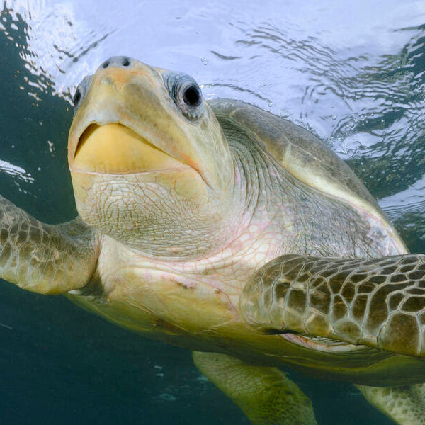 Turtle Safe LED Lights