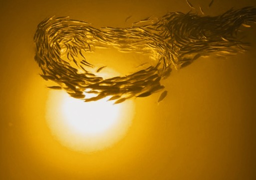 Orange Mega-Watt Underwater LED Lighting System (40 foot power cord)