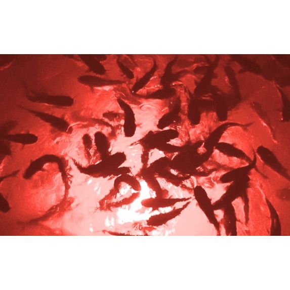 Red Mega-Watt Underwater LED Lighting System (40 foot power cord)