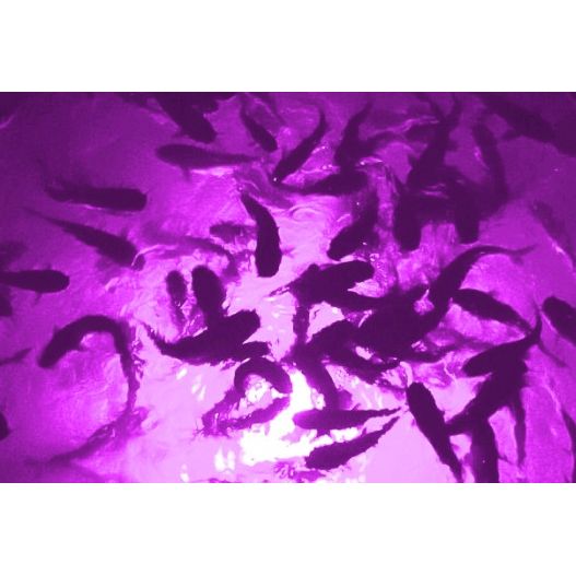 Purple Mega-Watt Underwater LED Lighting System (80 foot power cord)