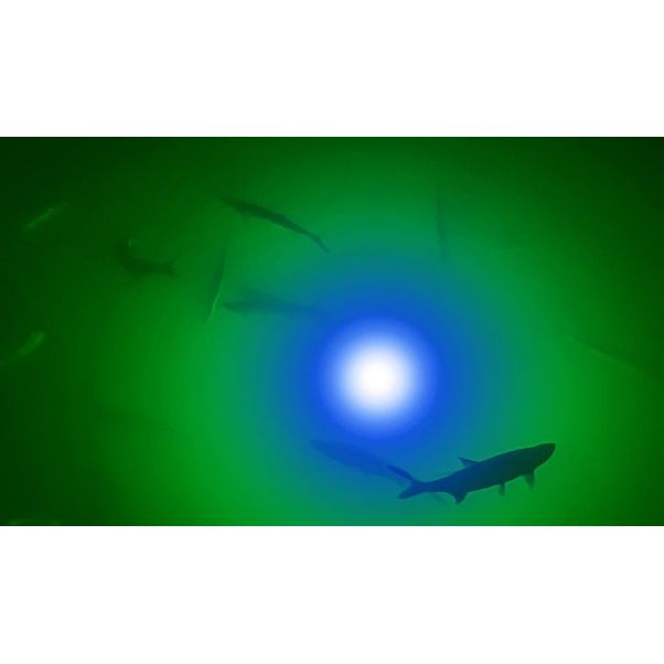 Blue/Green Apollo Iris Underwater LED Lighting System (80 foot power cord)