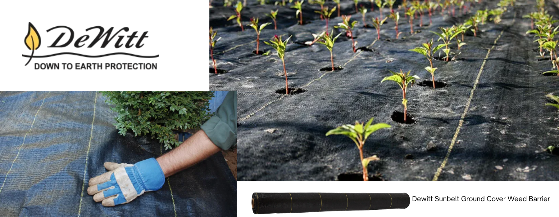 DeWitt ground cover weed barrier with plants growing through it and a hand wearing a blue glove.
