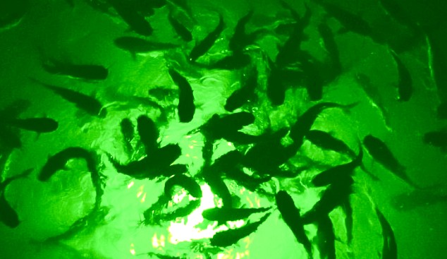 Green Mega-Watt Underwater LED Lighting System (80 foot power cord)
