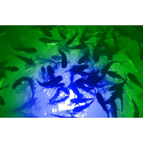 Blue/Green Mega-Watt Iris Underwater LED Lighting System (80 foot power cord)