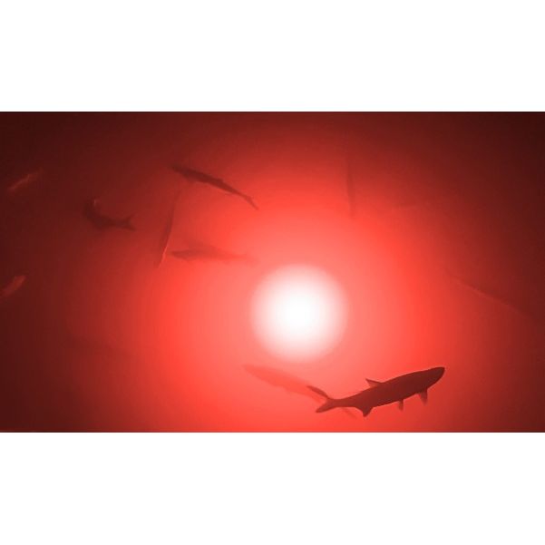 Red Apollo Underwater LED Lighting System (40 foot power cord)