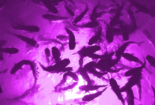 Purple Mega-Watt Underwater LED Lighting System (120 foot power cord)