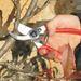 Hand using red-handled pruning shears on a branch with a blurred natural background