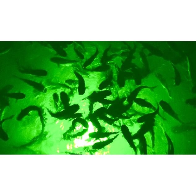 Green Mega-Watt Underwater LED Lighting System (40 foot power cord)